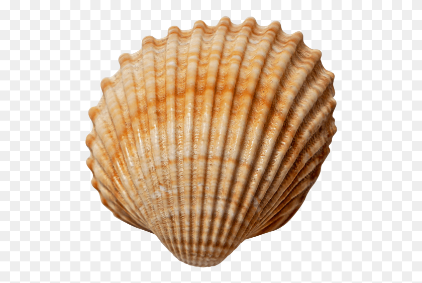 504x503 Sea Shell Shell, Clam, Seashell, Invertebrate HD PNG Download