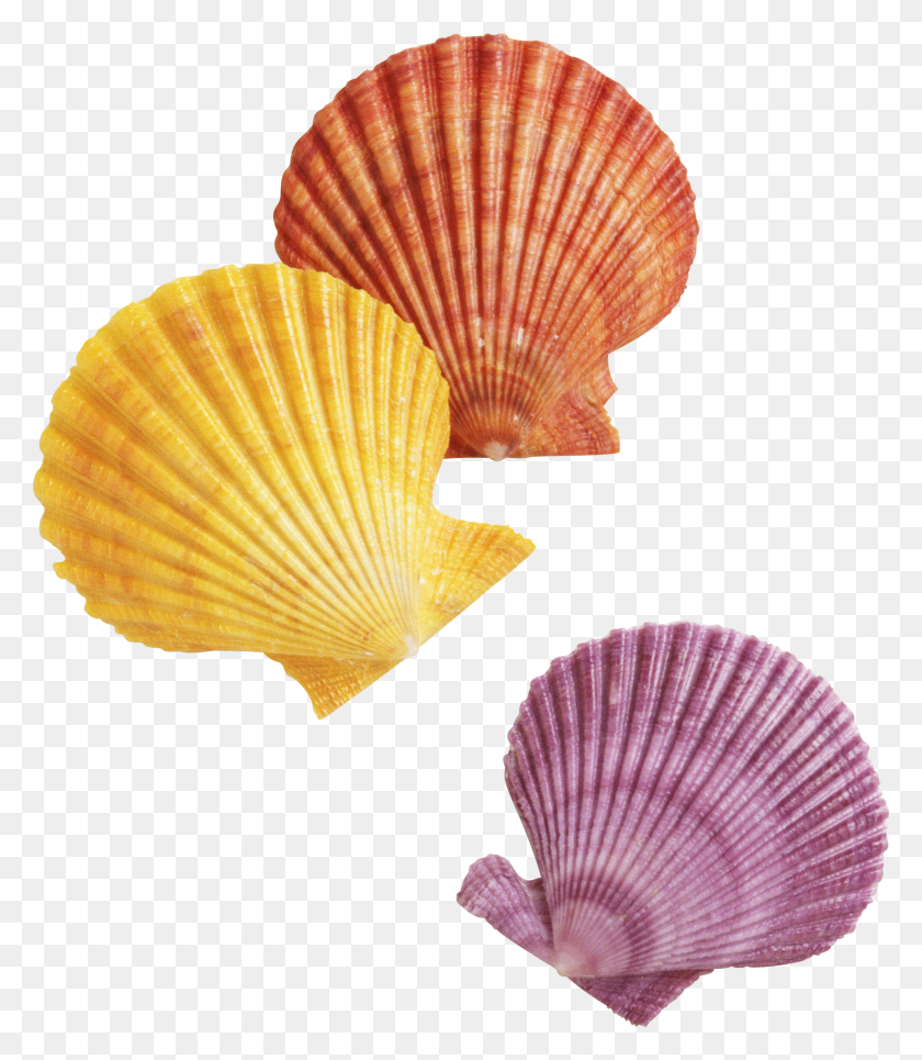 1971x2287 Sea Shell Transparent Background Seashells, Clam, Seashell, Invertebrate HD PNG Download