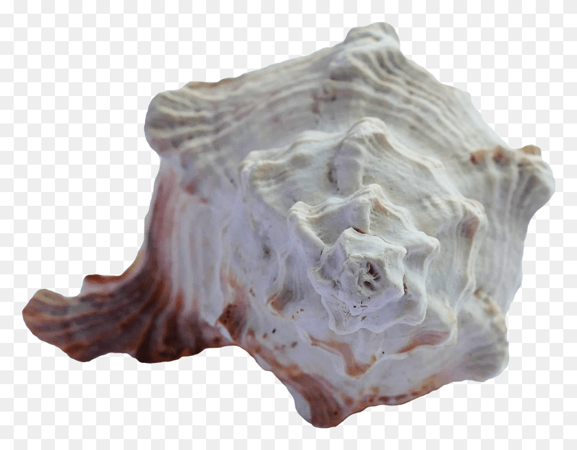 1485x1136 Sea Shell Transparent Image, Conch, Seashell, Invertebrate HD PNG Download