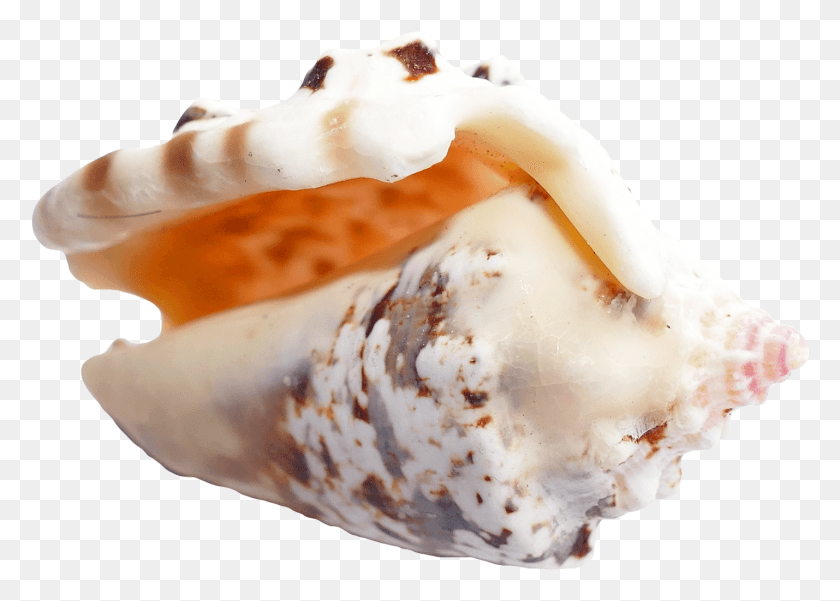 1429x992 Sea Shells, Fungus, Cream, Dessert HD PNG Download