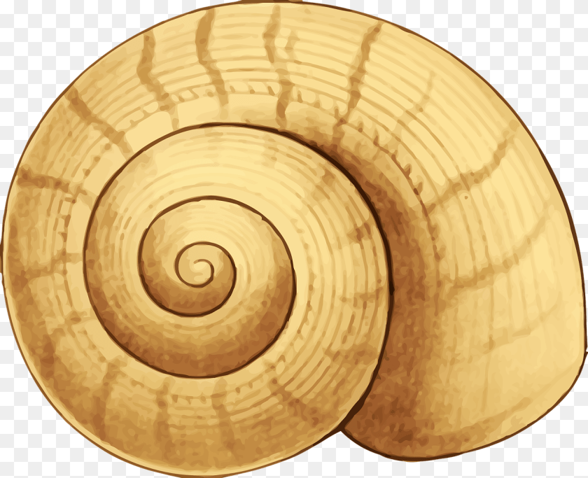 1280x1040 Sea Snail Shell Clipart, Plate, Spiral, Tape, Coil Sticker PNG