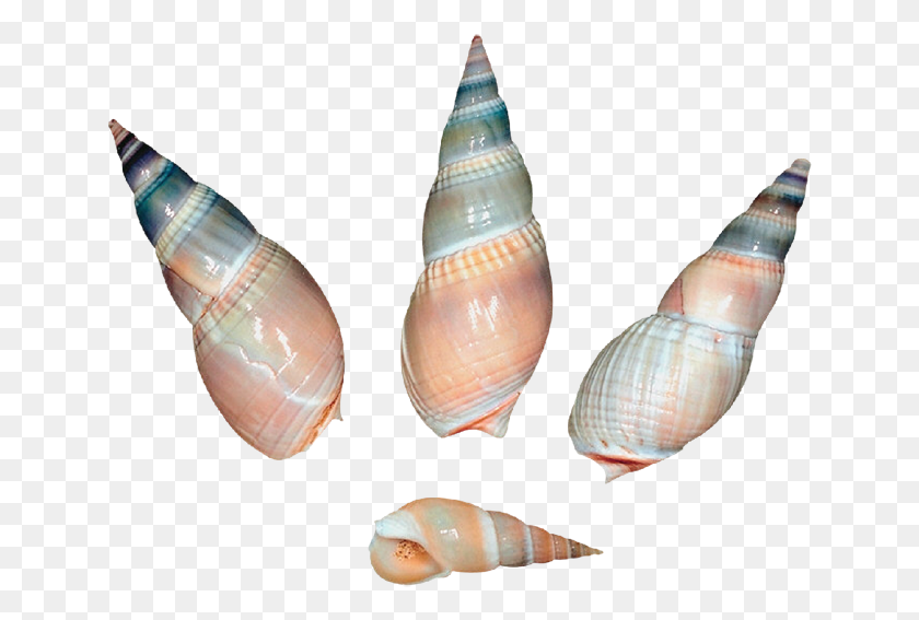 644x507 Sea Snail Shells Shells, Sea Life, Animal, Invertebrate HD PNG Download