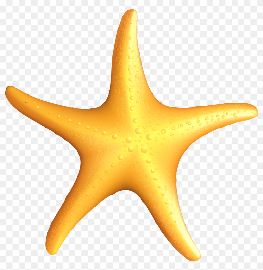 Sea Star Background Arts, Animal, Sea Life, Cross, Symbol Transparent PNG