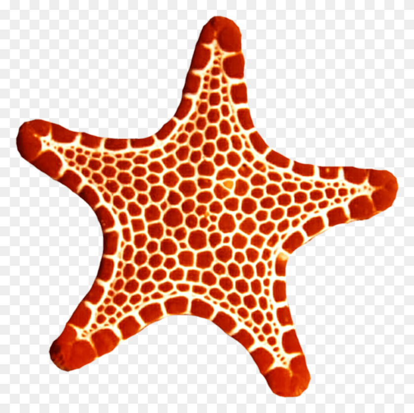 975x974 Sea Star Photo Red Sea Star, Sea Life, Animal, Giraffe HD PNG Download