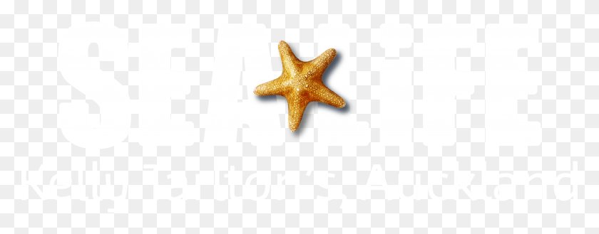 2641x911 Las Cosas Del Mar, Estrellas De Mar, Invertebrados, Vida Marina Hd Png