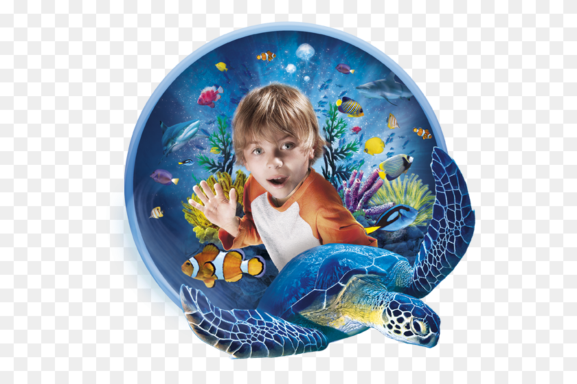544x499 Sea Turtle, Person, Human, Sphere HD PNG Download