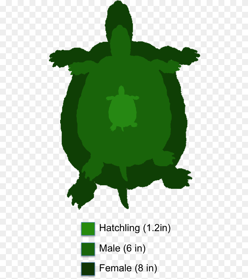 521x944 Sea Turtle Box Turtle, Animal, Reptile, Sea Life, Tortoise Clipart PNG