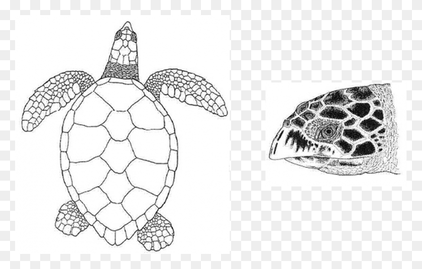 1252x765 Sea Turtle Clipart Marine Turtle Hawksbill Turtle Black And White, Tortoise, Reptile, Sea Life HD PNG Download