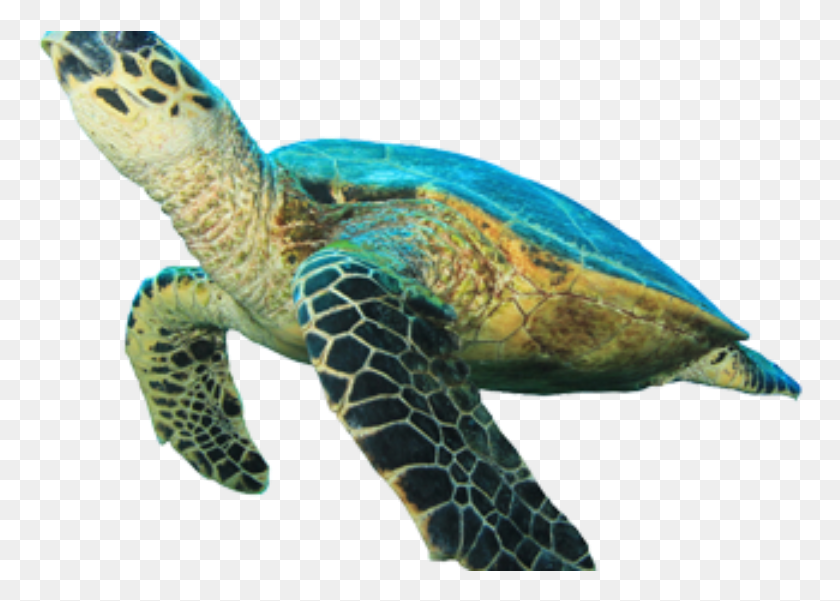 766x541 Sea Turtle Clipart Ocean Turtle Green Sea Turtle White Background, Tortoise, Reptile, Sea Life HD PNG Download