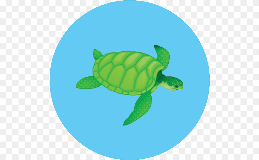 520x520 Sea Turtle Icon Green Sea Turtle, Animal, Reptile, Sea Life, Sea Turtle Transparent PNG