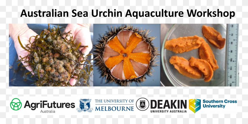 2001x926 Sea Urchin, Plant, Food, Nut HD PNG Download