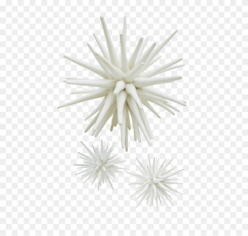 557x741 Sea Urchin Lg 1000 Lg Small White Sea Urchin, Home Decor, Linen, Plant HD PNG Download
