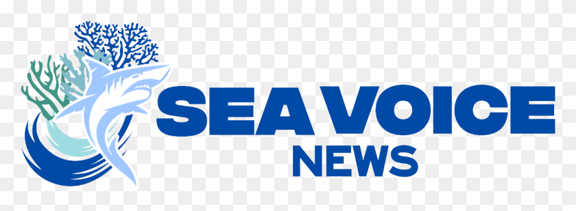 1243x397 Sea Voice News Graphic Design, Word, Text, Logo HD PNG Download