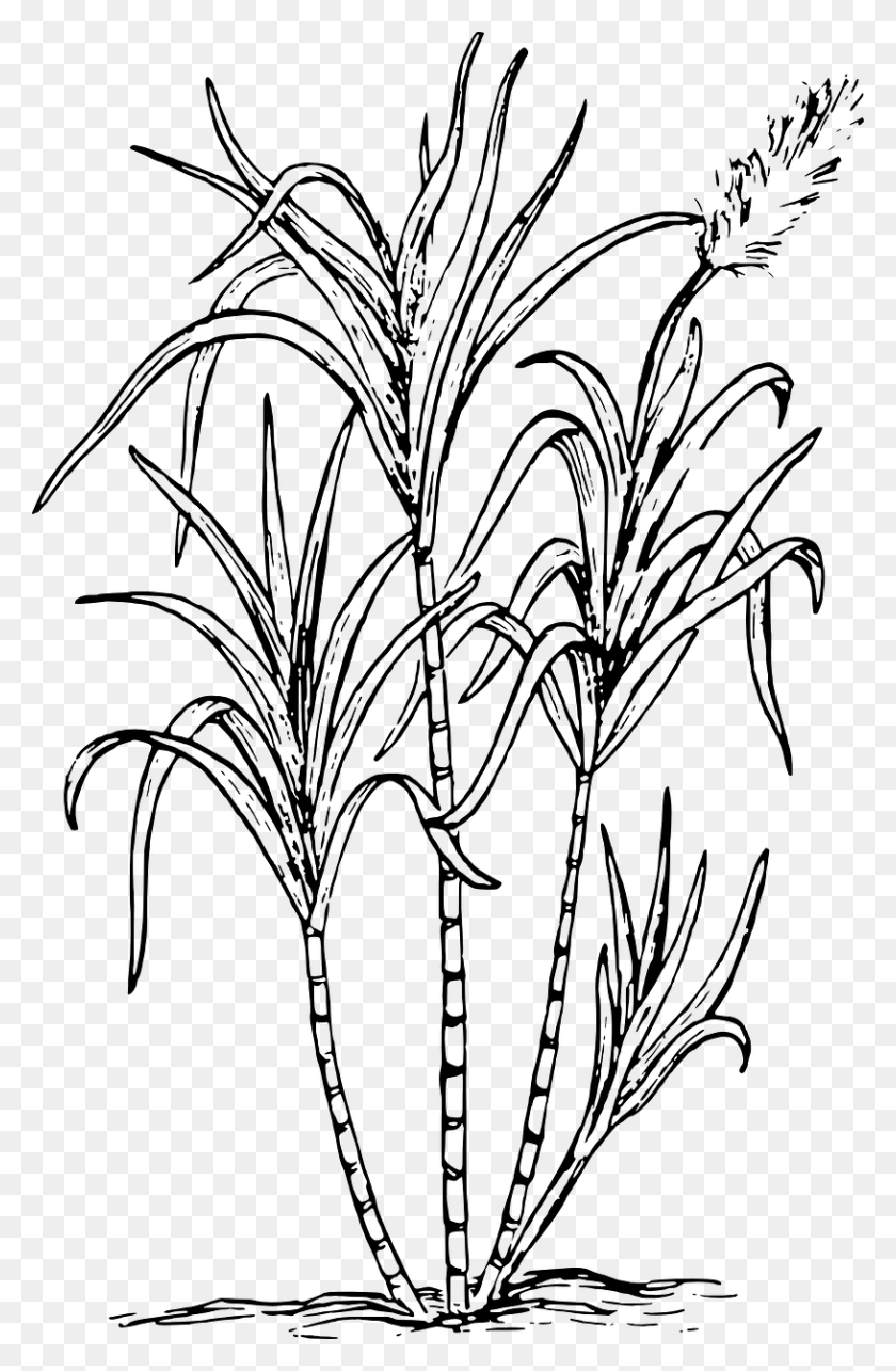815x1280 Sea Weed Biology Plant Flower Image Sugar Cane, Gray, World Of Warcraft HD PNG Download