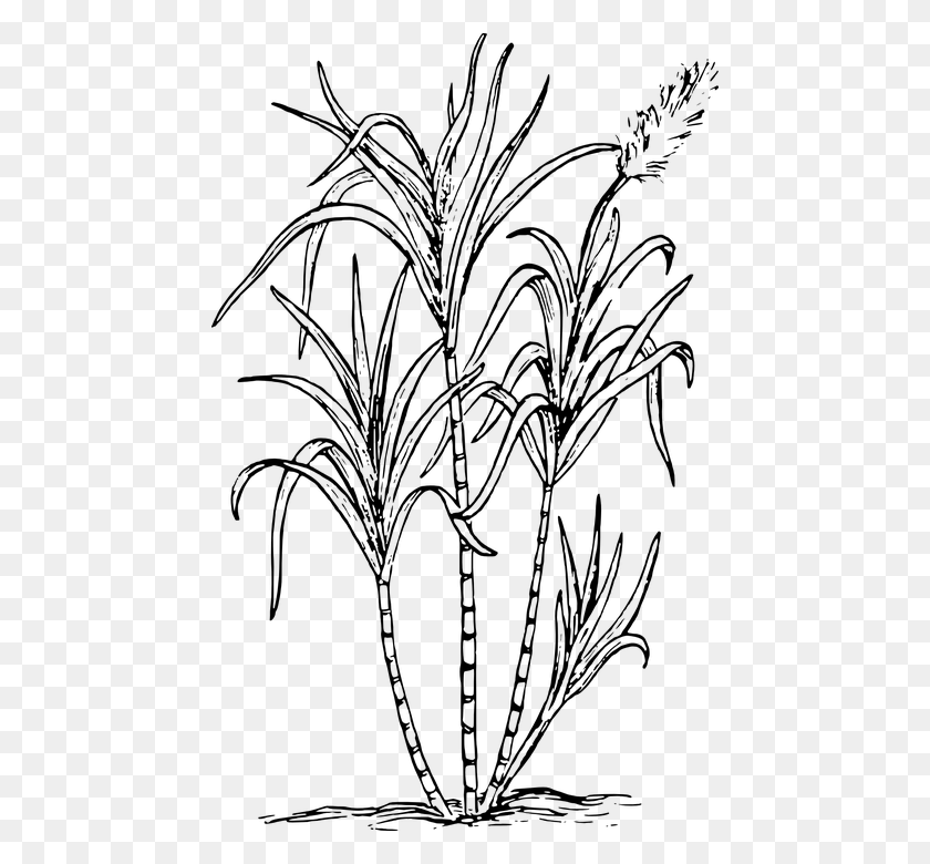 458x720 Sea Weed Biology Plant Flower Leaves Botany Sugar Cane, Gray, World Of Warcraft HD PNG Download