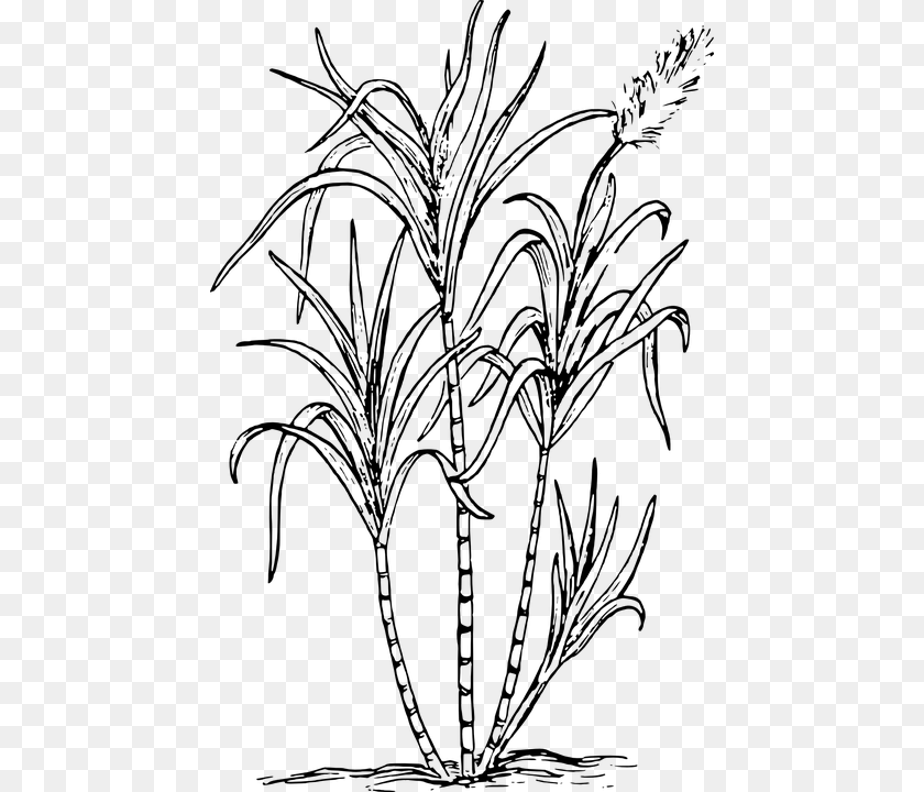 458x720 Sea Weed Biology Plant Flower Leaves Botany Sugar Cane Clipart Black And White, Gray PNG