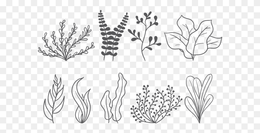 599x371 Sea Weed Vector Icons Hierba Del Mar, Pattern, Floral Design, Graphics HD PNG Download
