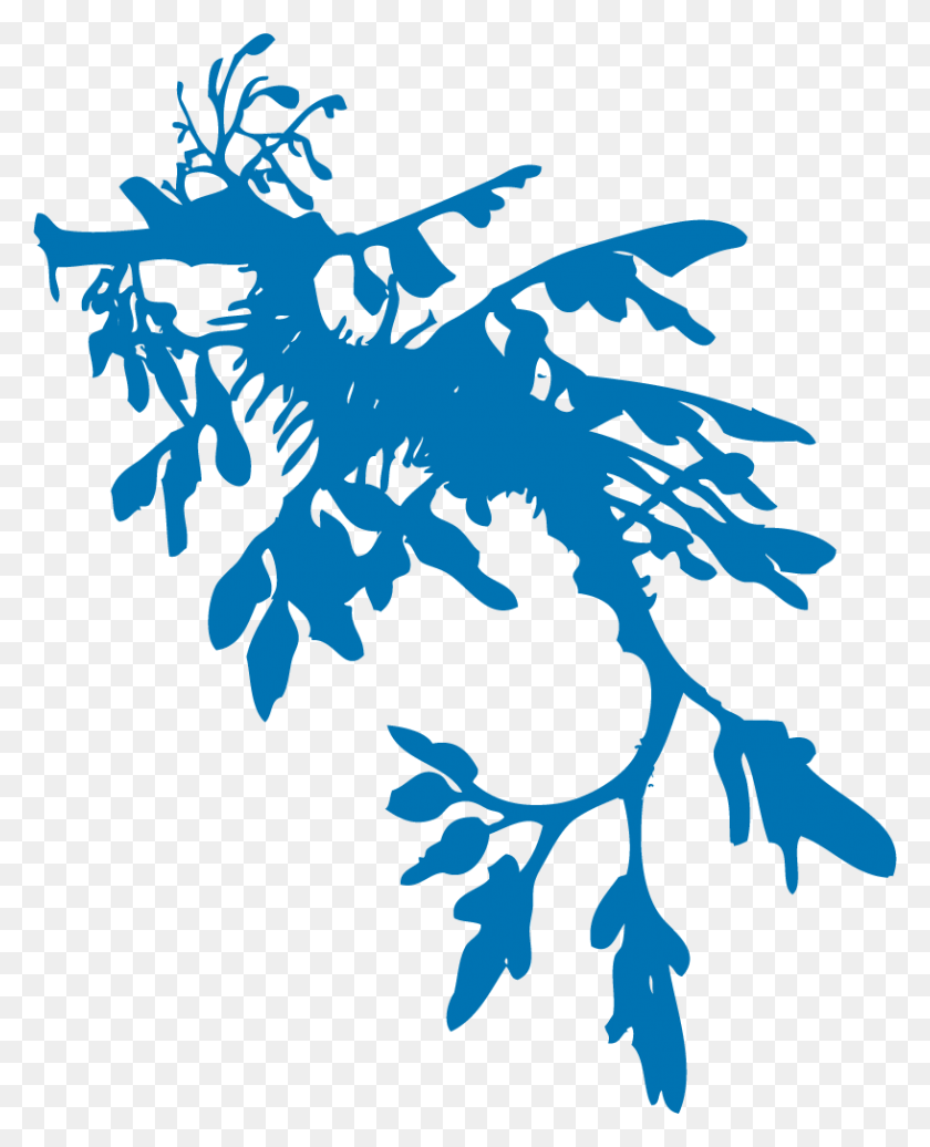 816x1022 Seadragon Leafy Sea Dragon Art, Water, Nature, Outdoors HD PNG Download