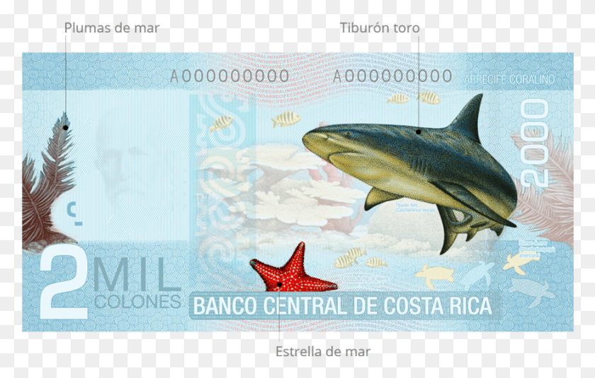 878x535 Seafeathers Hashtag On Twitter Billete De 2000 Colones, Fish, Animal, Sea Life HD PNG Download