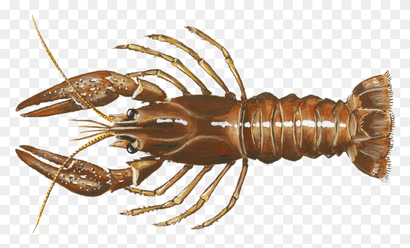 1000x575 Seafood Drawing Lobster Edelkrebs, Food, Insect, Invertebrate HD PNG Download