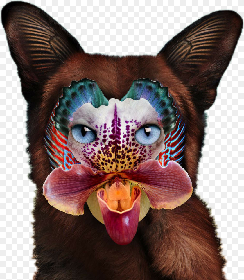 941x1080 Seafox Galantis No Money, Plant, Orchid, Flower, Pet Clipart PNG