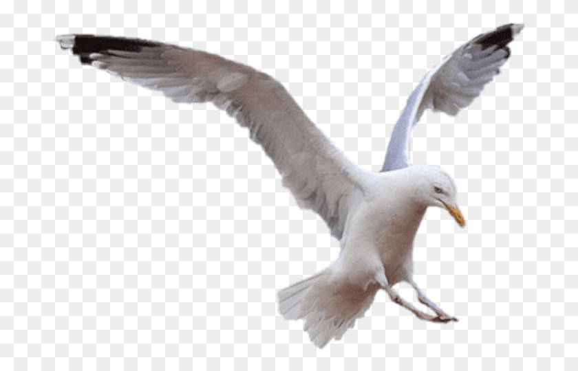 688x480 Seagull, Bird, Animal, Flying HD PNG Download