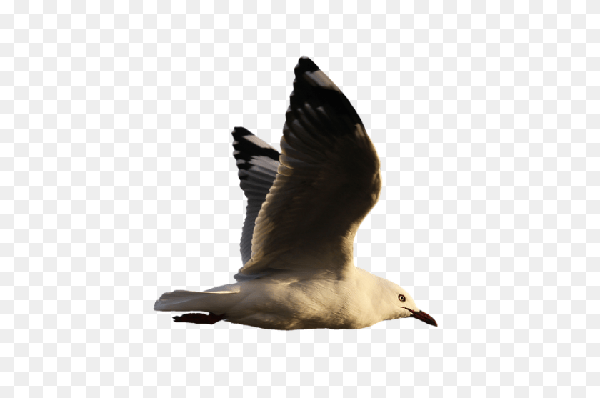 Seagull Animal, Bird, Flying, Waterfowl Transparent PNG