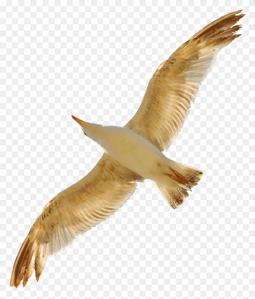1300x1545 Seagull By Evelivesey, Bird, Animal, Flying HD PNG Download