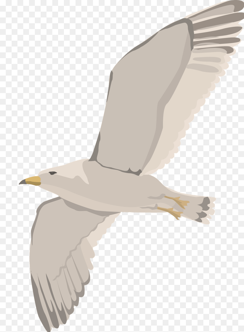 1412x1920 Seagull Clipart, Animal, Bird, Flying, Waterfowl PNG
