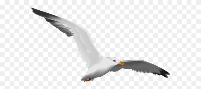585x314 Seagull Clipart Transparent Background European Herring Gull, Bird, Animal, Flying HD PNG Download