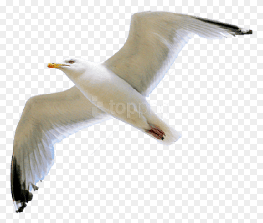 840x704 Seagull Clipart Transparent Background Transparent Seagull, Bird, Animal, Flying HD PNG Download