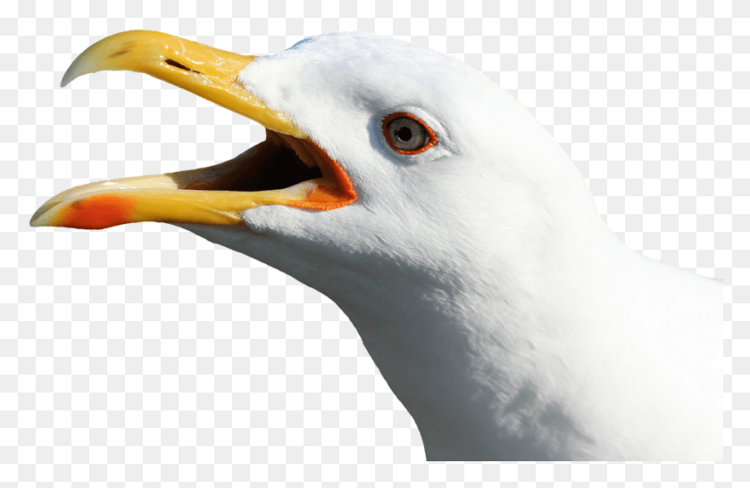 899x562 Seagull Cliparts 7 Buy Clip Art, Beak, Bird, Animal HD PNG Download