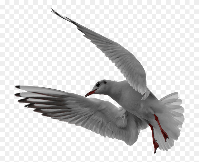 726x626 Seagull Flight Isolated Franklin S Gull, Bird, Animal, Flying HD PNG Download