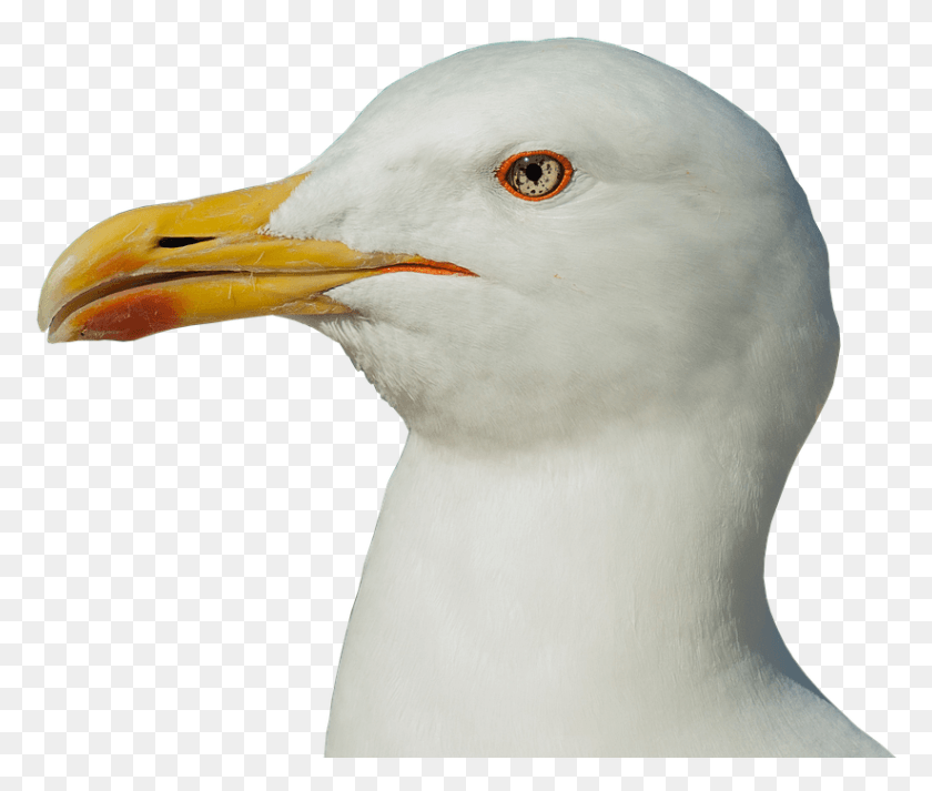 823x690 Seagull Head Transparent, Beak, Bird, Animal HD PNG Download