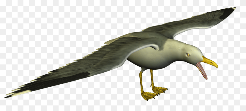 Seagull High Resolution Clip Art Animal, Beak, Bird, Waterfowl PNG