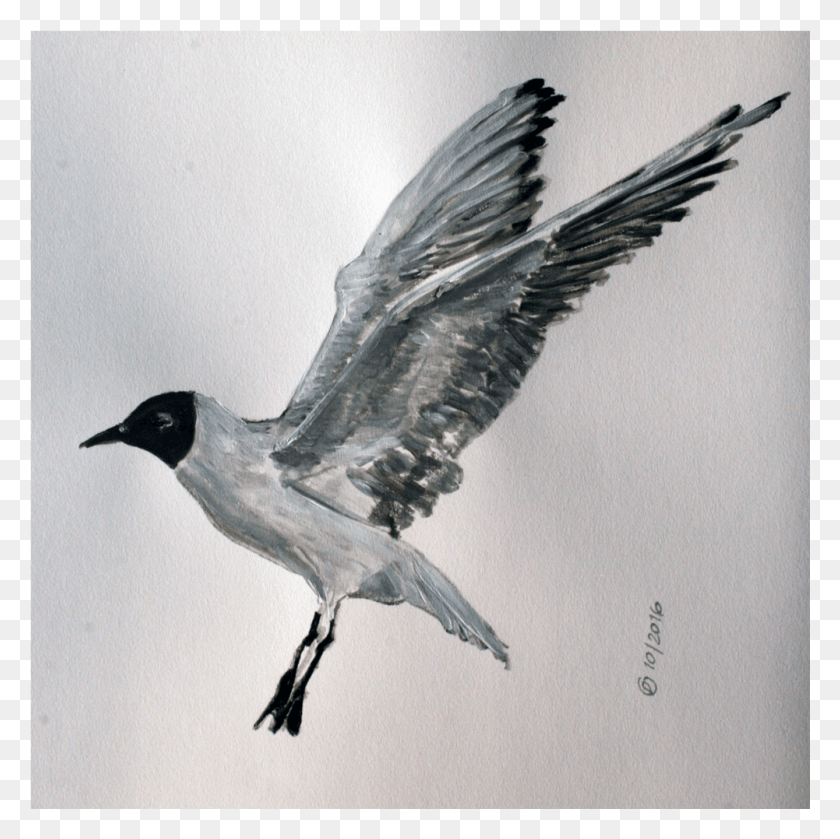 1001x1001 Seagull Laughing Gull, Bird, Animal, Flying HD PNG Download