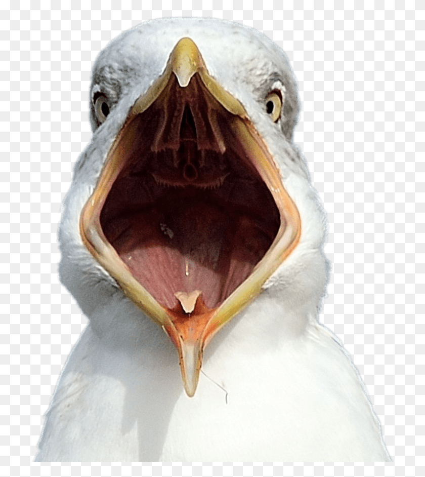 718x882 Seagull Open Beak Weird Seagulls, Bird, Animal, Eagle HD PNG Download