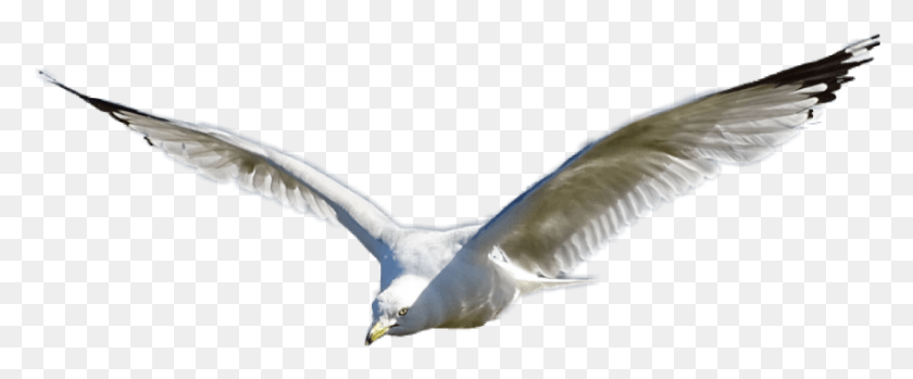 855x317 Seagull Sticker, Bird, Animal, Flying HD PNG Download