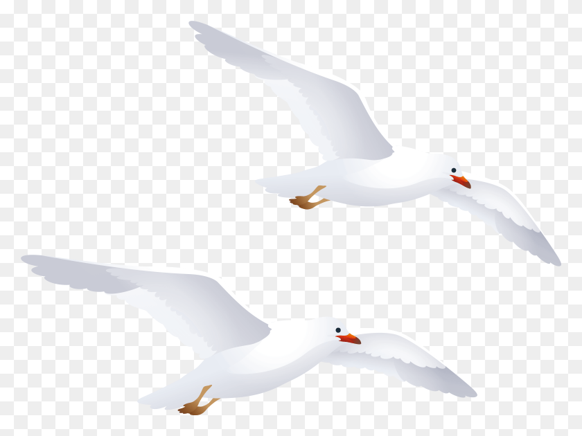 3900x2850 Seagulls Clipart White Seagull Silhouette, Flying, Bird, Animal HD PNG Download