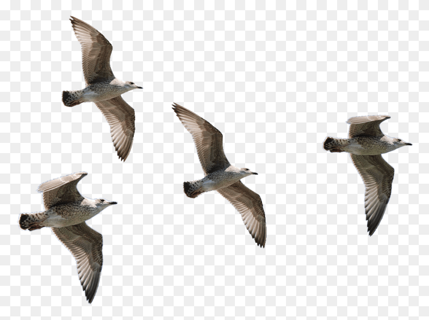 901x656 Чайки Летящие Птицы Изображение Стаи, Птица, Животное, Чайка Png Скачать