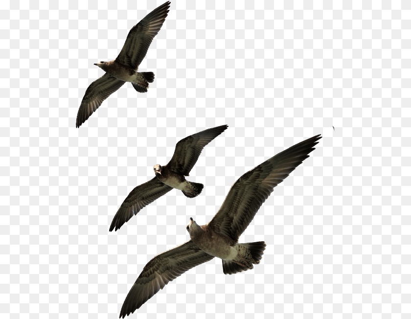 Seagulls Flying Seabird, Animal, Bird, Seagull, Waterfowl Sticker PNG