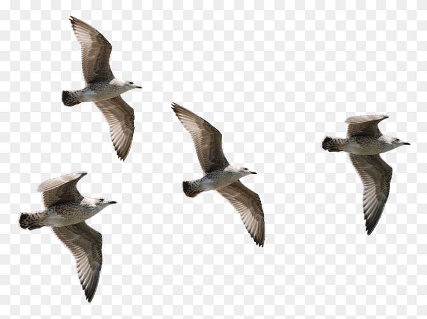 901x656 Seagulls Flying Transparent Background Bird Flying, Animal, Seagull, Waterfowl HD PNG Download