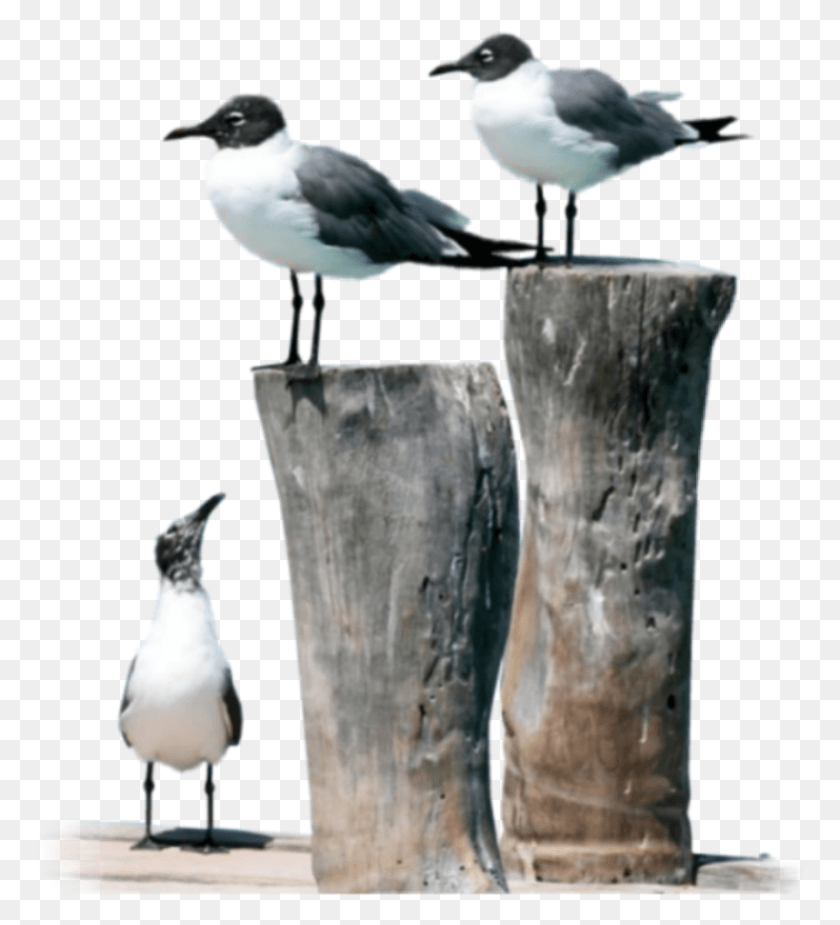 815x904 Seagulls Sticker Water Bird, Animal, Seagull, Beak HD PNG Download