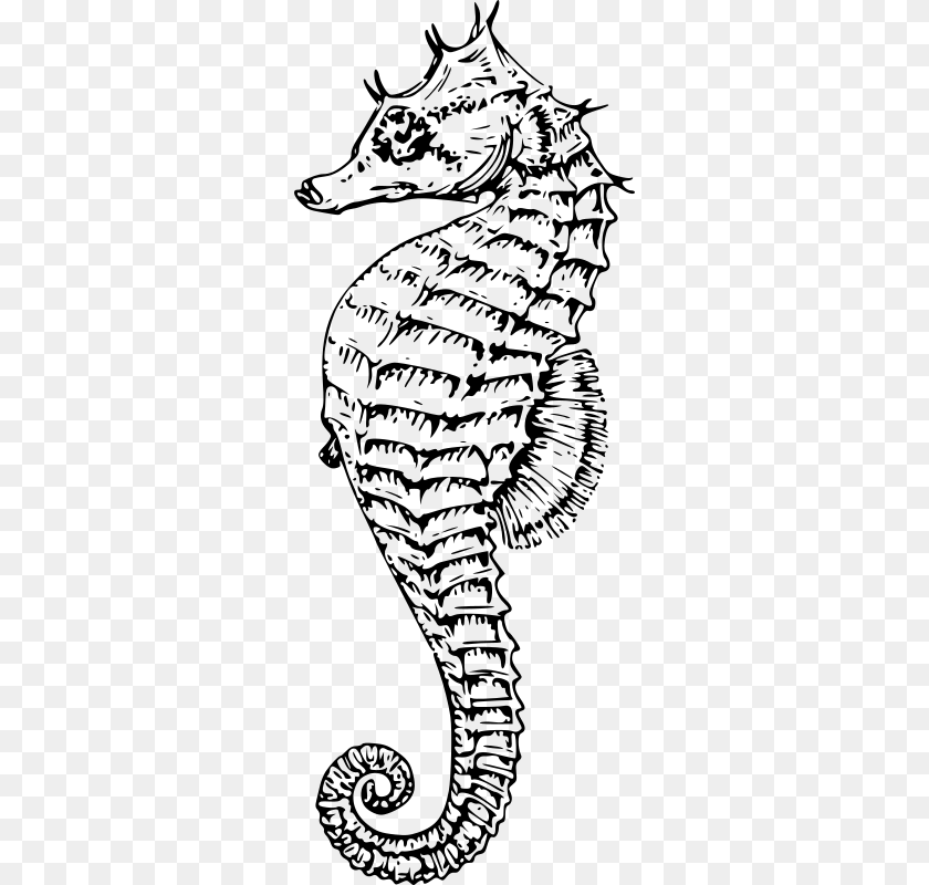 Seahorse 003 Sea Horse Vector, Gray Sticker PNG