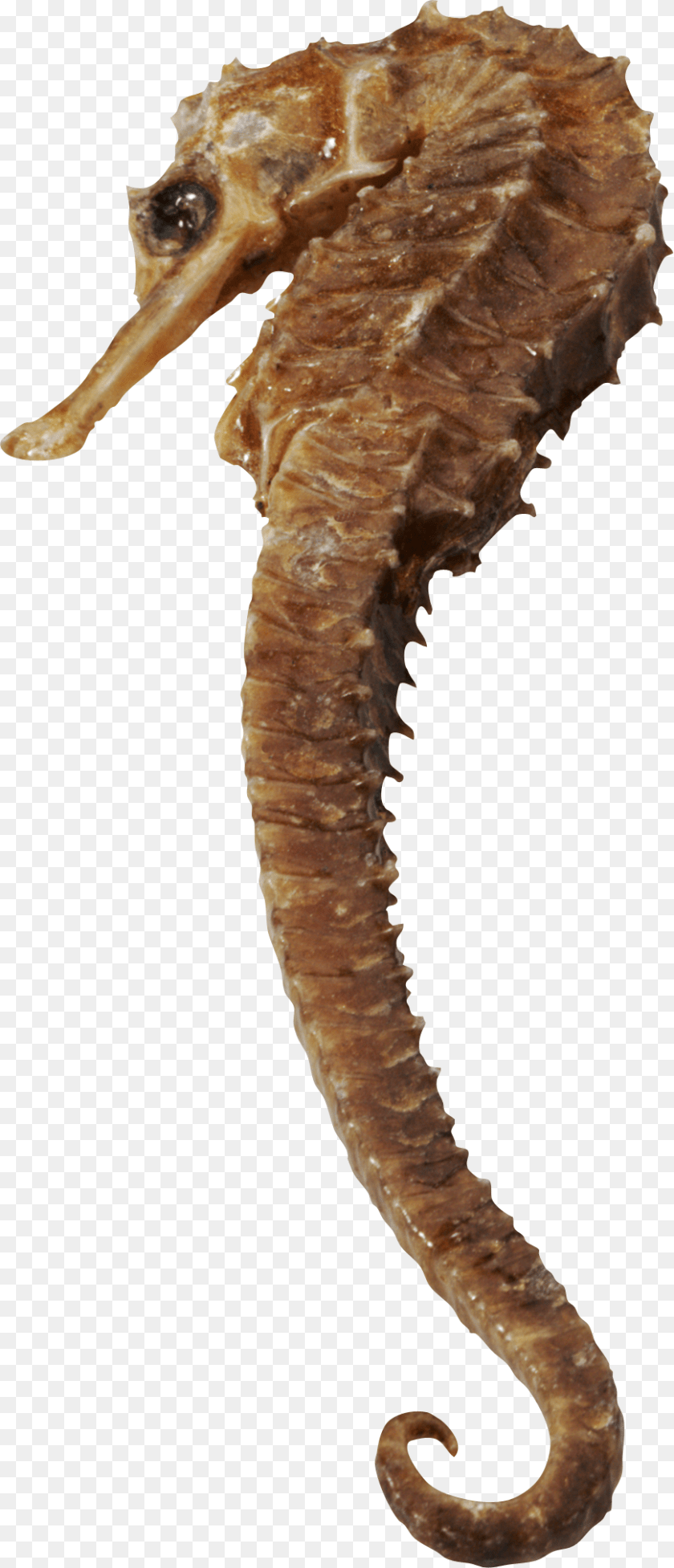 870x2023 Seahorse, Animal, Sea Life, Mammal, Dinosaur Transparent PNG