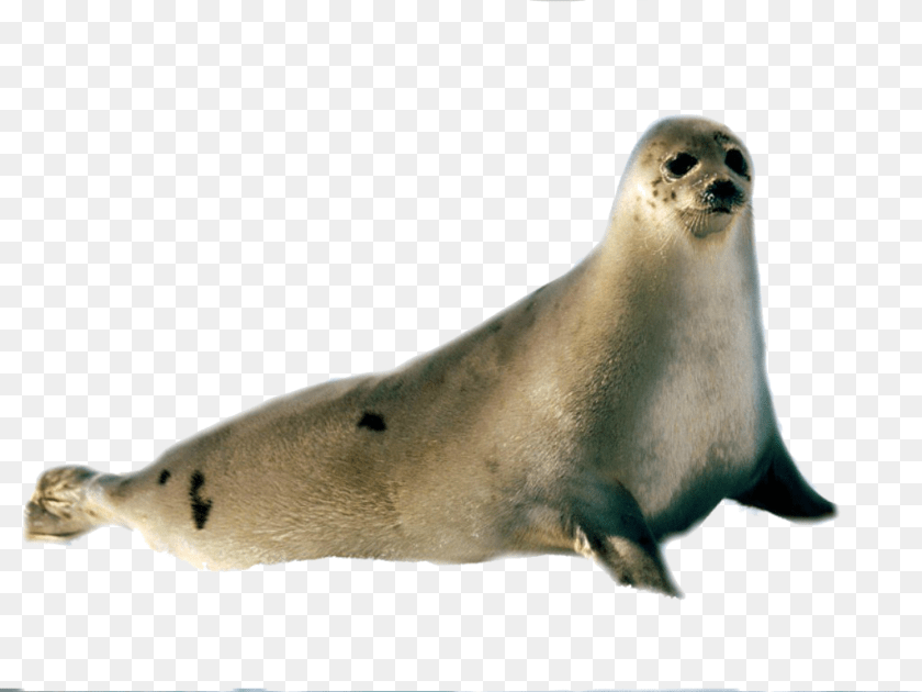 Seal Transparent Background, Animal, Mammal, Sea Life, Sea Lion Clipart PNG