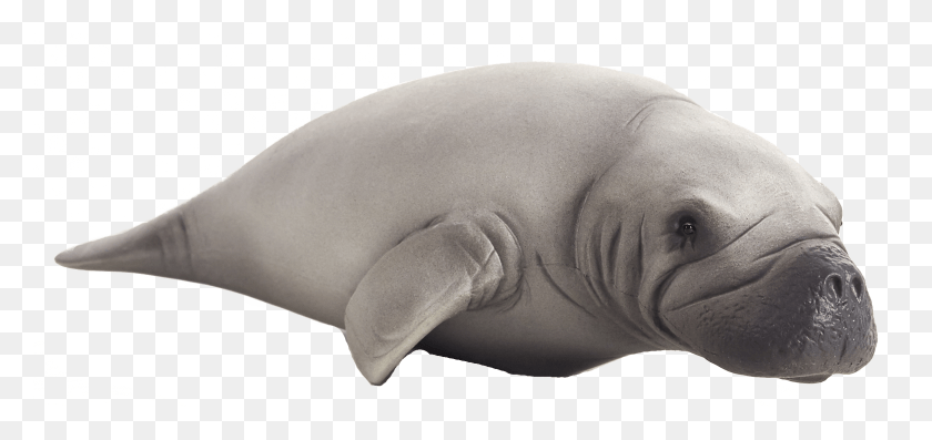 2356x1019 Sealife Dugong, Mammal, Animal, Person HD PNG Download