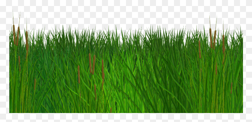 801x358 Seamless Grass Border Free Clipart Green Grass Background, Plant, Lawn, Agropyron HD PNG Download