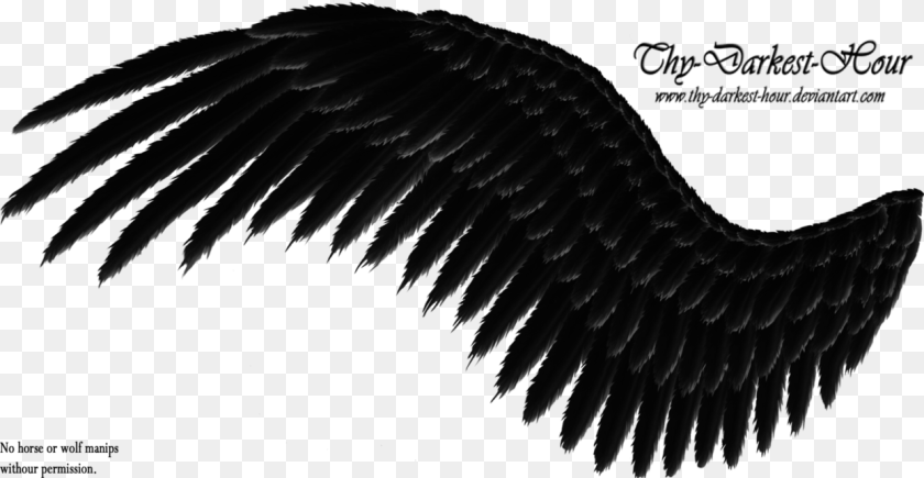 1243x643 Search Results For Side View Angel Wings Calendar Black Wings Background, Animal, Bird, Vulture, Eagle PNG