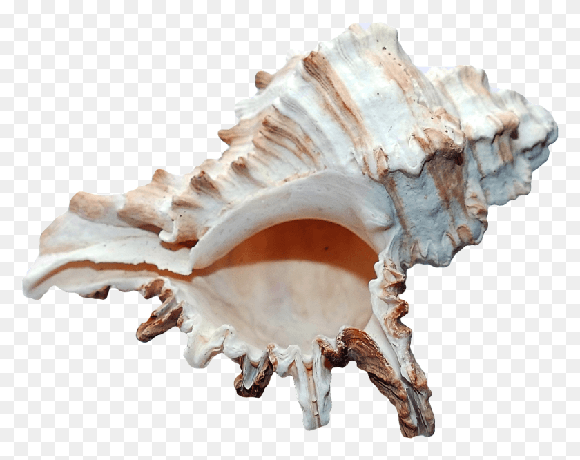 1451x1128 Seashell, Fungus, Conch, Invertebrate HD PNG Download